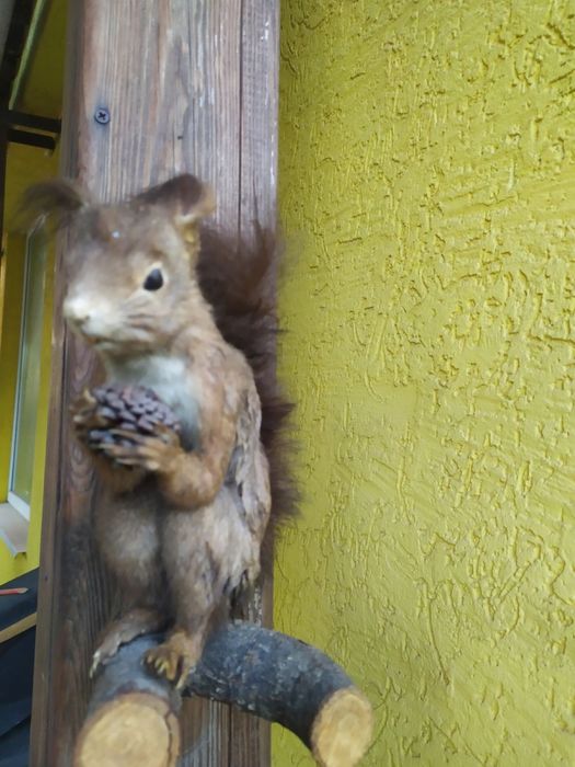 Продам опудало білки
