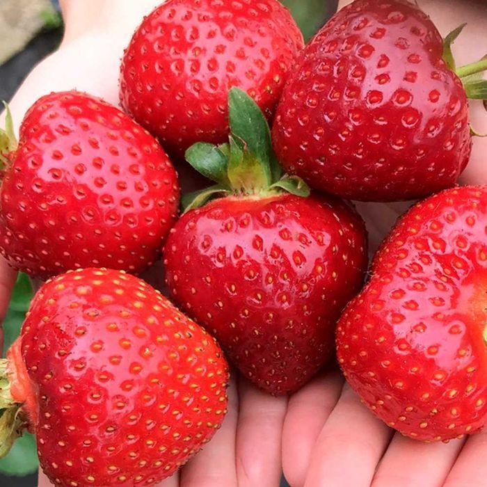 Саджанці Розсада Ремонтантної полуниці клубники (10 штук) Роздріб-Опт