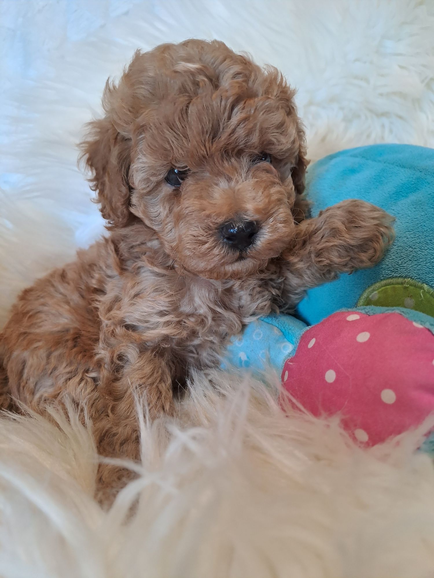 **LENNY**pudel toy/miniatura red do rezerwacj