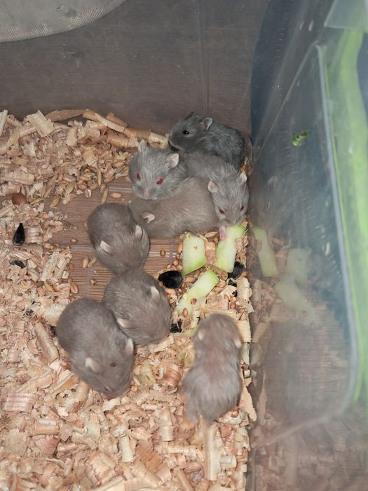 Хом'ячата джунгарики хом'як