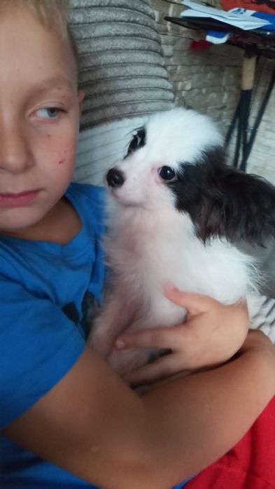 Piesek Papillon Spaniel Kontynentalny