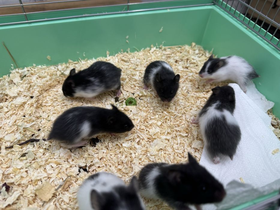 Chomik syryjski młode oswojone