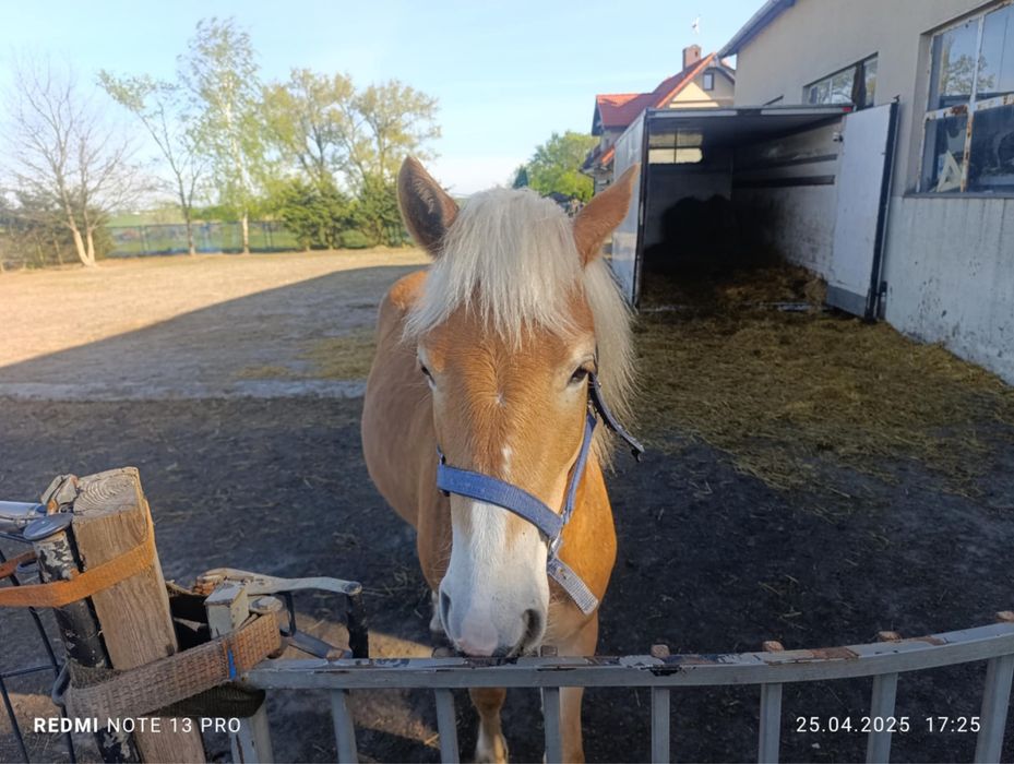 Sprzedam pięknego konia-bryczka gratis