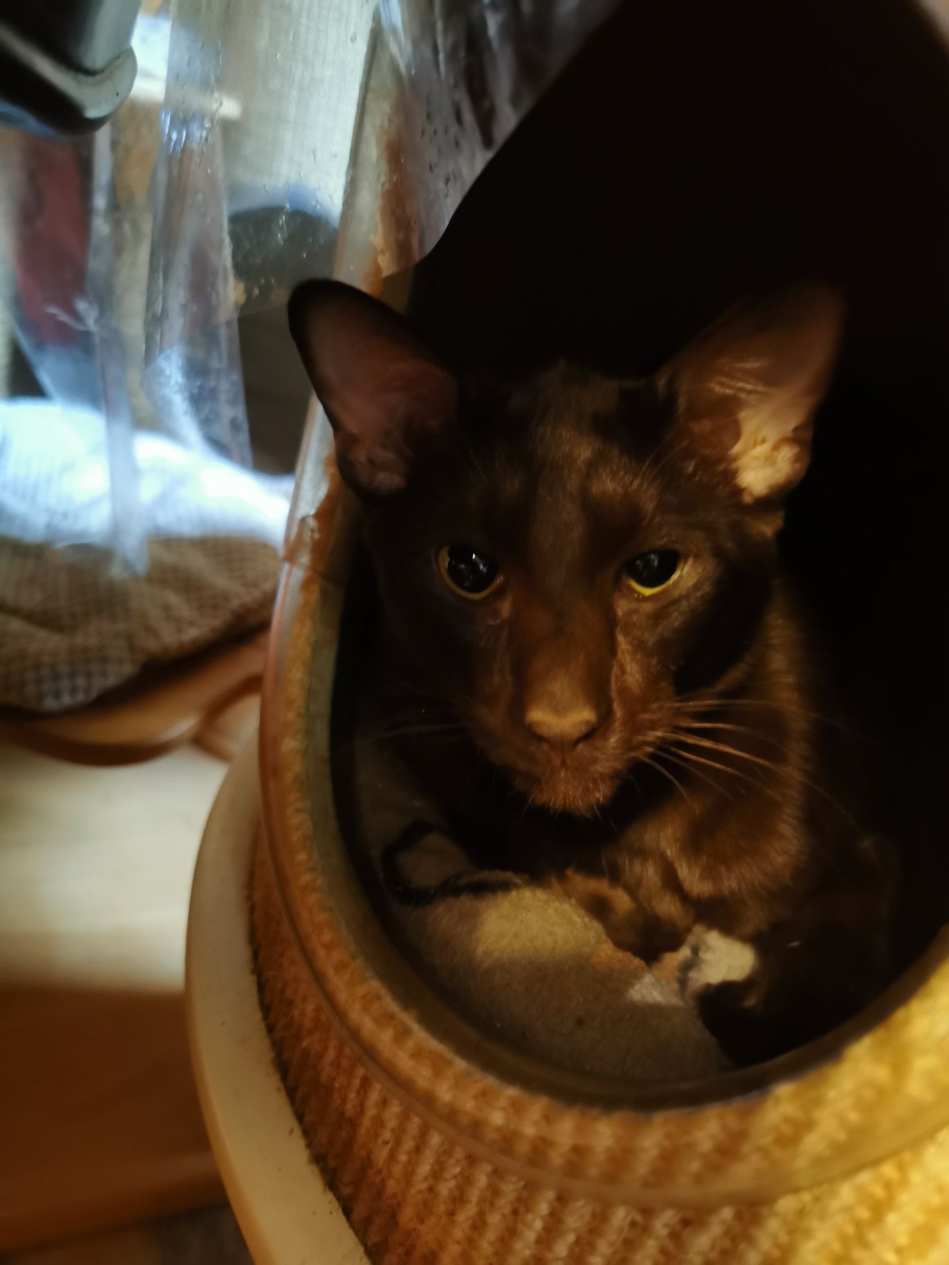 Peterbald orientalny kocurek gotowy do zmiany domku