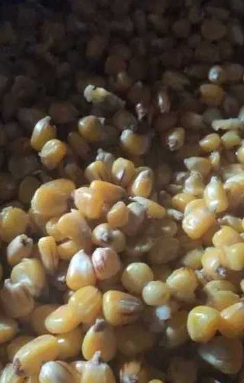 Kukurydza gotowana świeża 5 kg