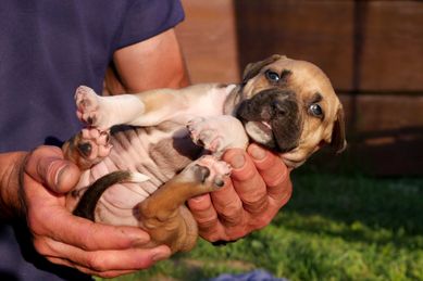 American Staffordshire Terrier ZKwP , Amstaff FCI - SUCZKA 2