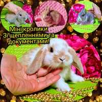 Мини міні mini lop карликовые кролики вислоухие баранчики голландський