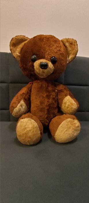 Stary misiek trociniak