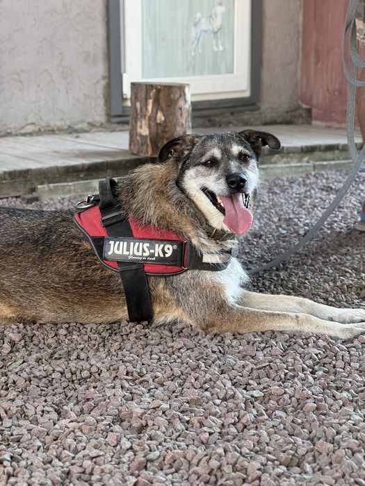 Собака хлопчик Єнот з притулку