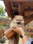 Piesek szpic miniaturowy POMERANIAN