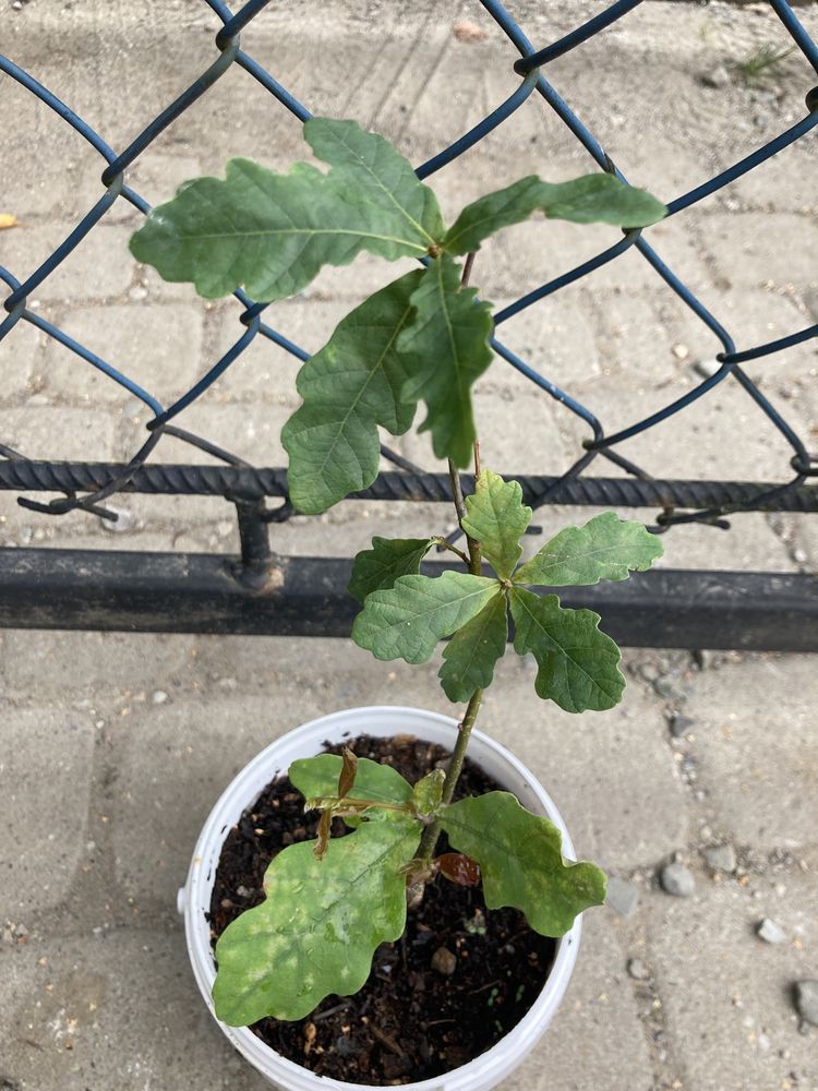 sadzonki drzew leszczyna, dąb, aronia, bergenia, brzoza i wiele innyc