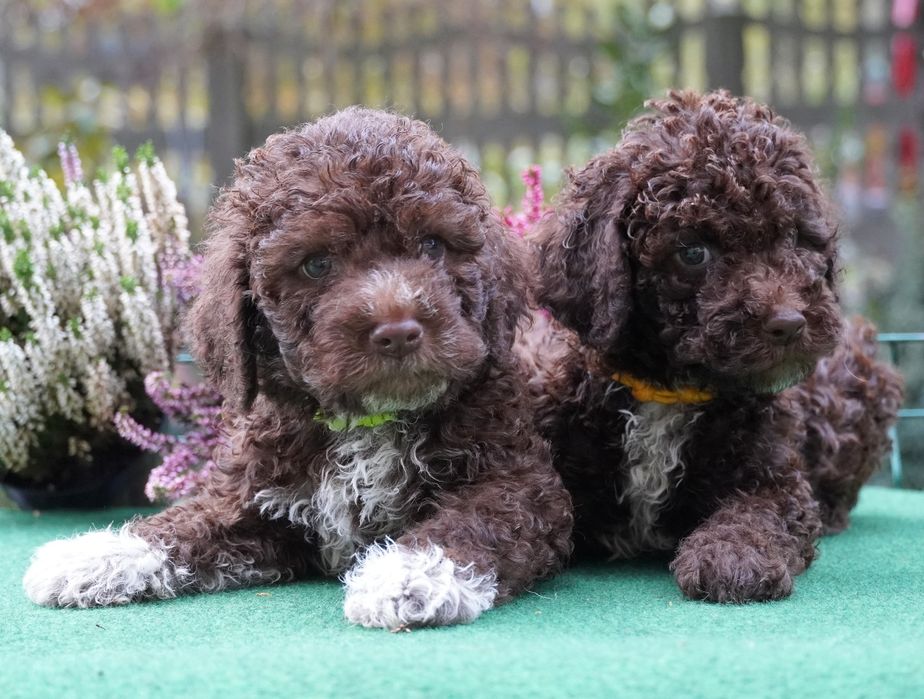 Lagotto Romagnolo- piesek brązowy z biaĺym ZKwP/FCI