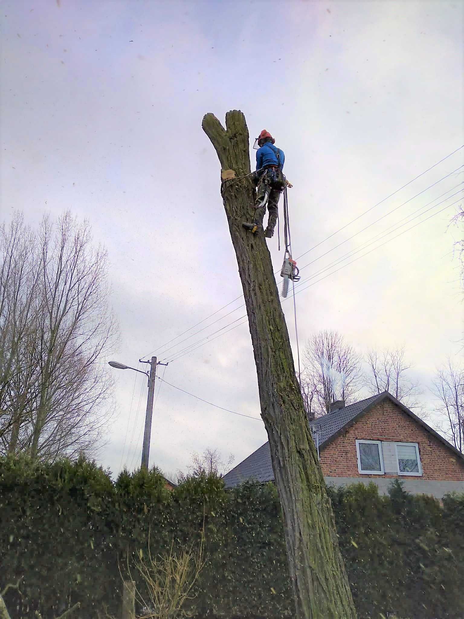 Wycinka Drzew Metodą Alpinistyczną Pielęgnacja Arborysta