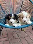 Border collie piesek