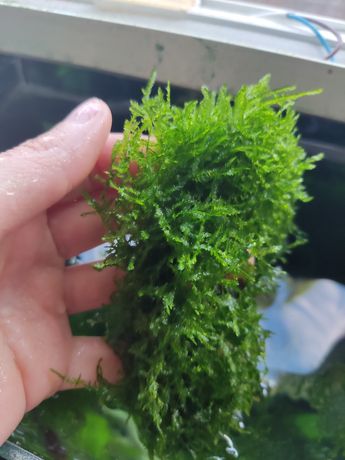 Яванский мох растение в аквариум водоросли