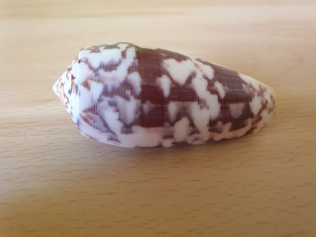 Stożek prążkowany (Conus striatus)