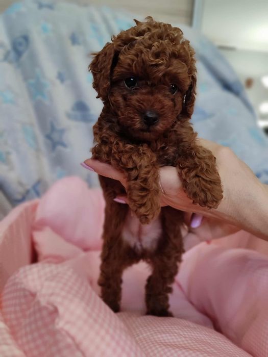 Pudel Toy dziewczynka chińska