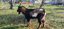 Macho cruzado, bom reprodutor