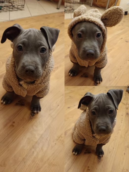 Piesek American Staffordshire Terrier , Amstaff