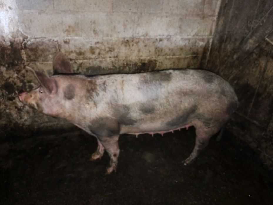 Porca fêmea 1 ano