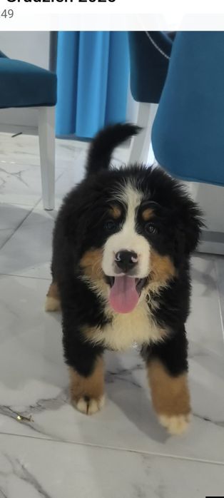 Suczka z rodowodem. Berneński Pies Pasterski.