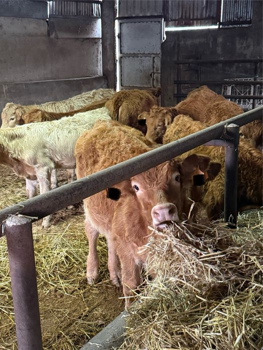 Vitelos e vitelas cruzados de limousine