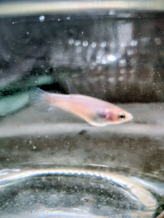 Betta splendens femea