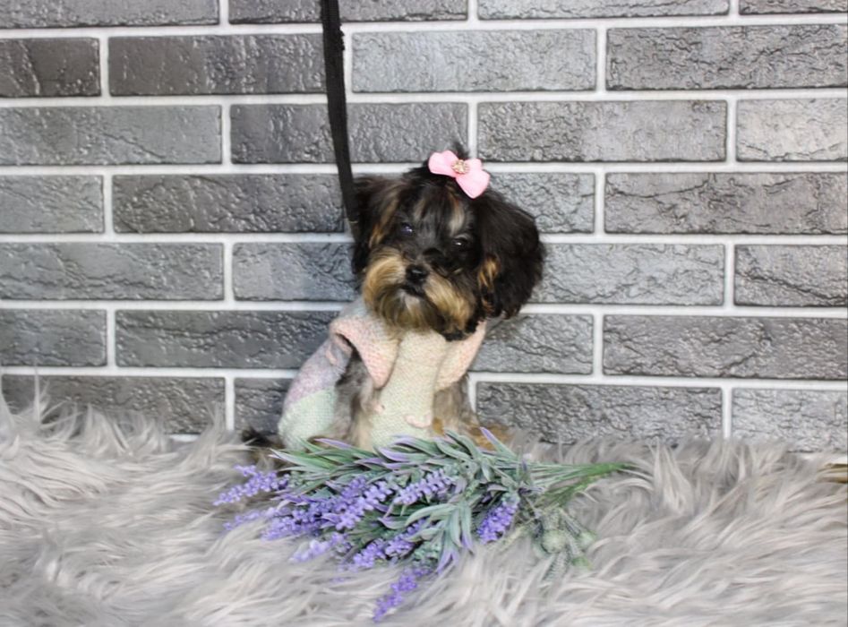 YorkiePoo śliczna suczka xxs mini nie maltipoo