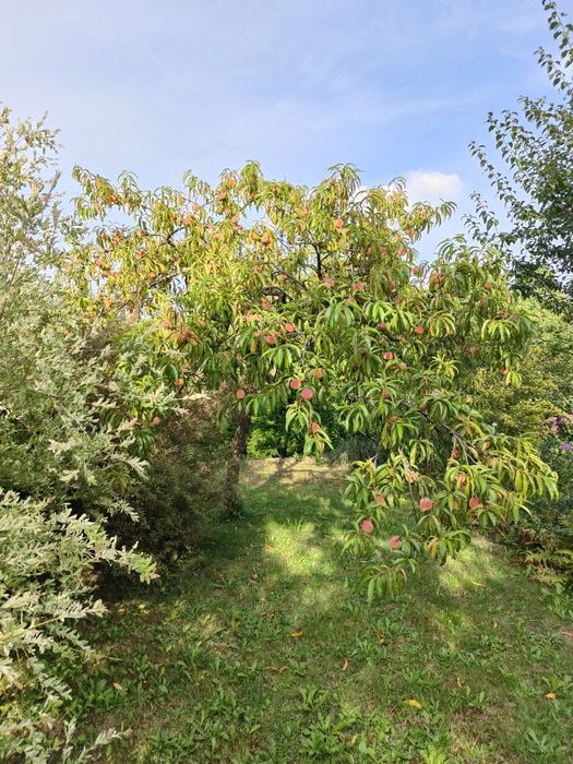 Działka Rekreacyjna Tychy