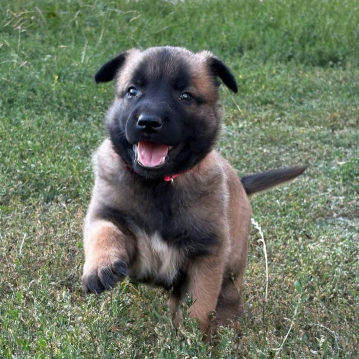 Бельгійська вівчарка малинуа