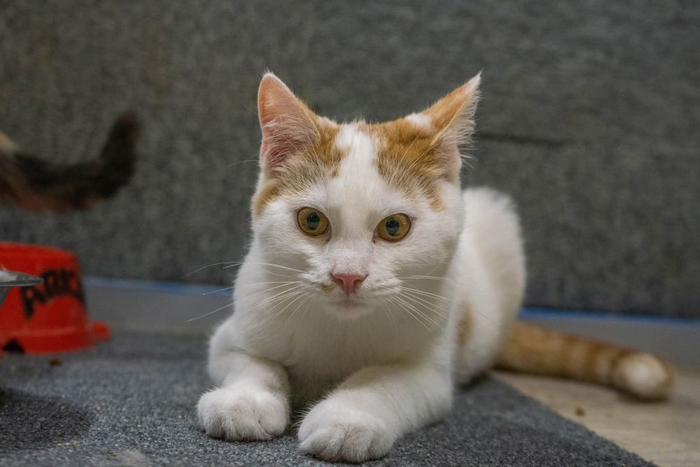 Pięciomiesięczny kotek Zulu czeka na dom