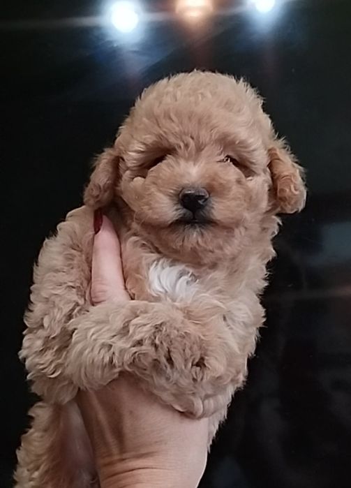 Пудель. Чудесные щеночки