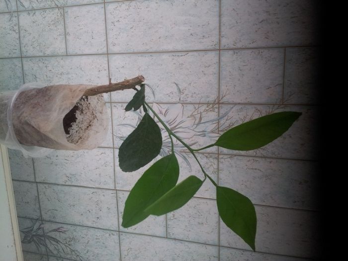 Мандарин ковано васе