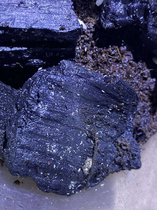Skoczogonki ekipa sprzątająca do terrarium