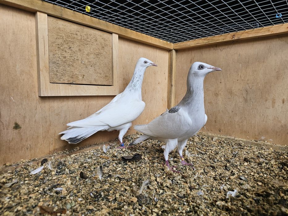 Gołębie perłowe...