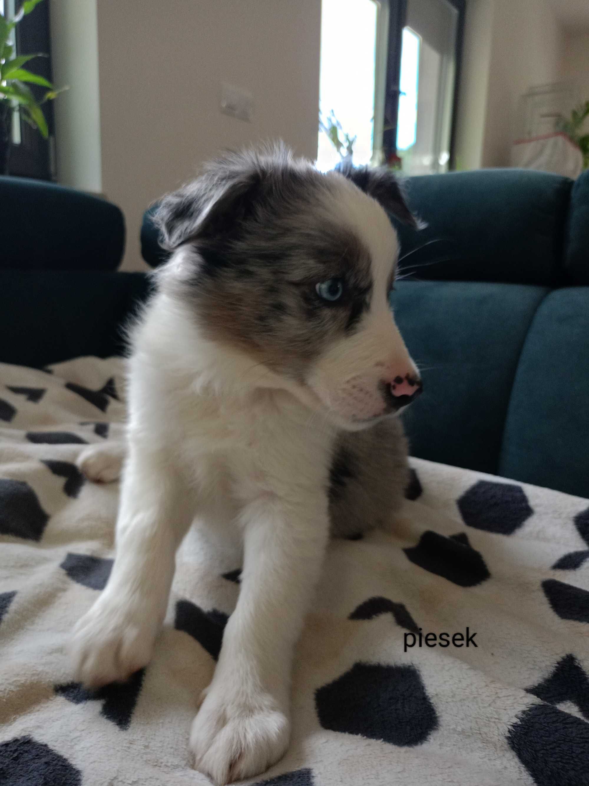 Border Collie piesek blue-merle