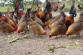 Kury Rosa mlode nioski z własnej FERMY DROBIU z wolnego wybiegu.DOWÓZ.