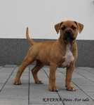Amstaff szczenie suczka