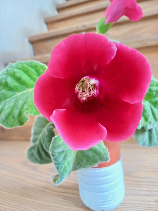 Продам глоксинію