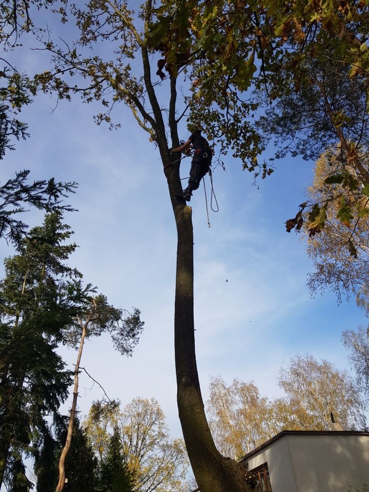 Wycinka drzew przycinka karczowanie działek rębak frezarka