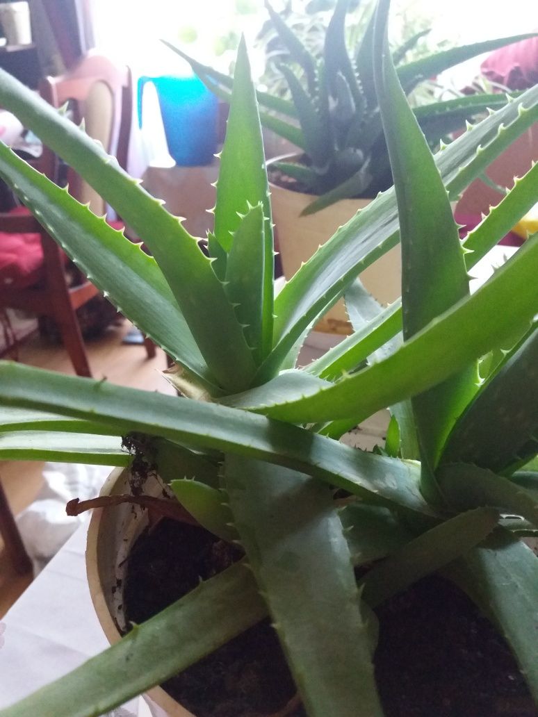 Kwiaty doniczkowe aloes vera