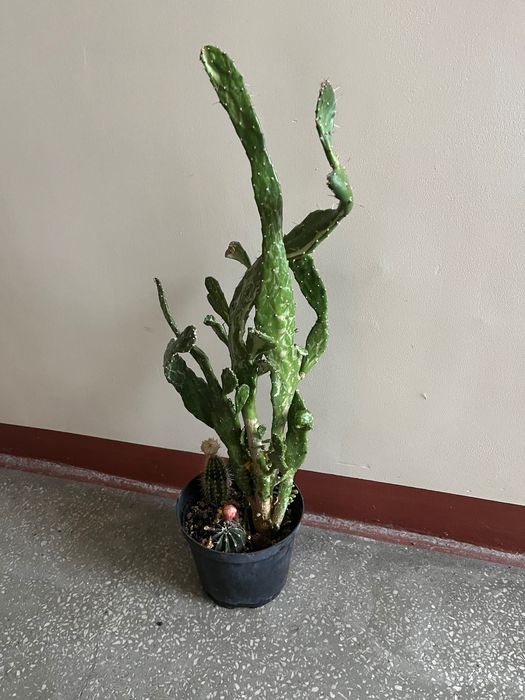 Kaktus duży Roślina doniczkowa