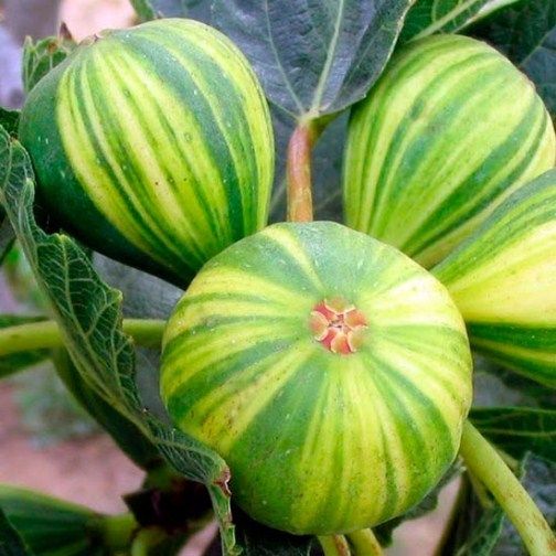 Planta FIGUEIRA TIGRADA - SUPER DOCE - Adaptada ao nosso clima