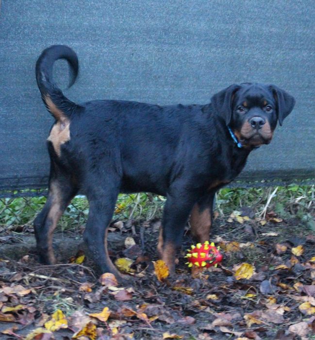 Rottweiler ZKwP/FCI - piesek 4 miesiące