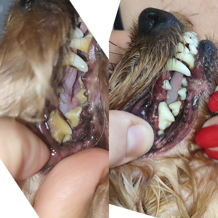 Ультразвуковая чистка зубов 650грн