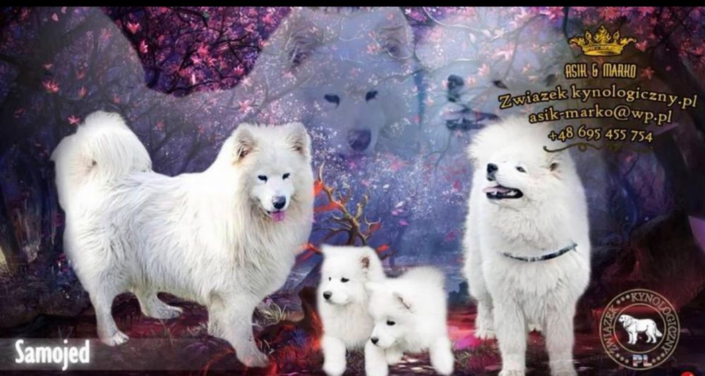 Samoyed Samojed suczka