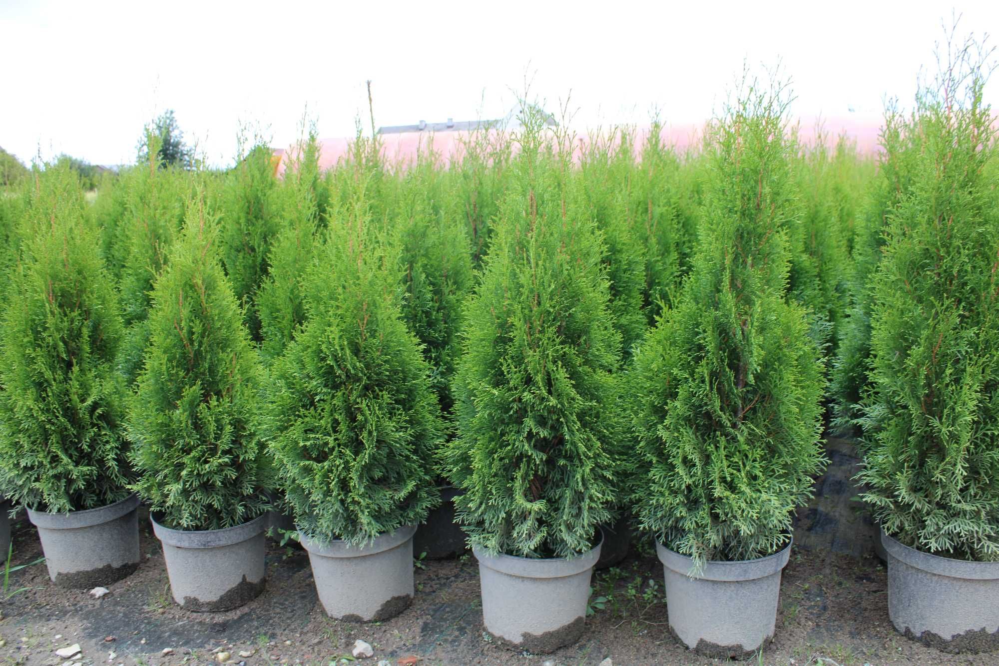 TUJA Szmaragd 120cm-140 w doniczce 7,5/10L