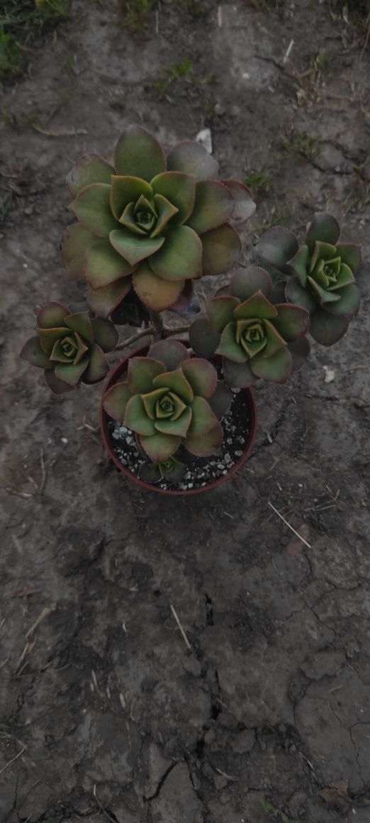 Сукулент єоніум ківі, succulents