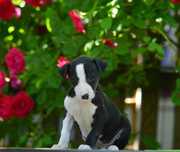 Whippet piesek hodowla FCI