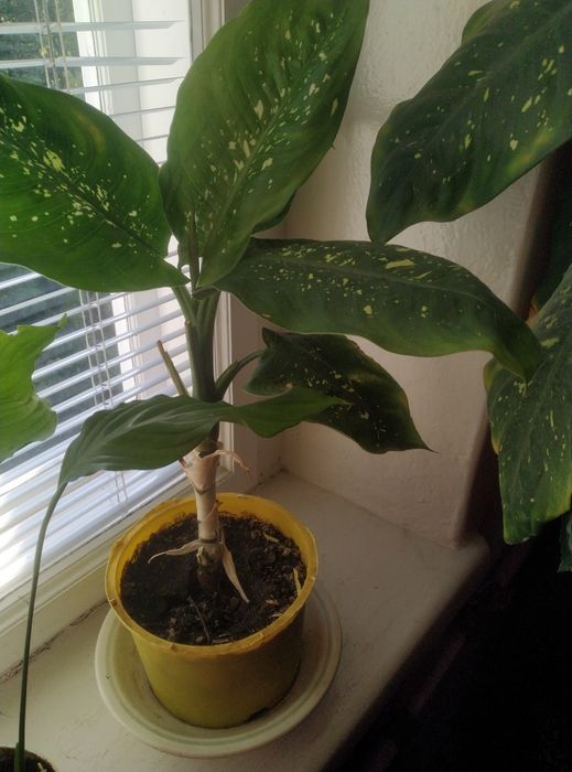 Кімнатні рослини